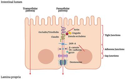 Inflammatory and Microbiota-Related Regulation of the Intestinal Epithelial Barrier